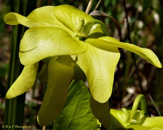 {Sarracenia oreophila}